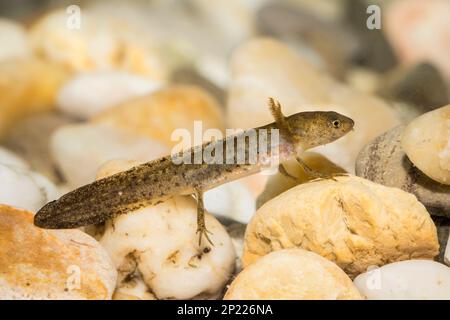 Teichmolch-larve, Lissotriton vulgaris, liscio nuovo Foto Stock