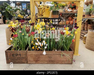 Fiori primaverili in scatole di legno Foto Stock