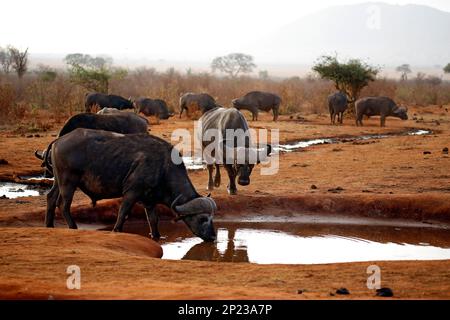 Bufali africani (Syncerus caffer caffer, alias Cape Buffalo) presso la Waterhole. Tsavo Est, Kenya Foto Stock