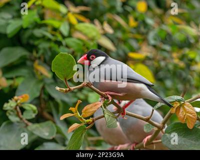 Passero Java Padda oryzivora; noto anche come finch Java, passero di riso Java o uccello di riso Java Foto Stock