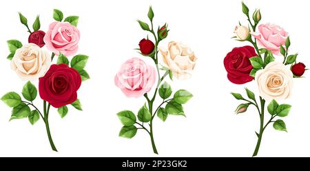 Fiori di rosa. Rami di rose rosse, rosa e bianche isolate su sfondo bianco. Set di illustrazioni vettoriali Illustrazione Vettoriale