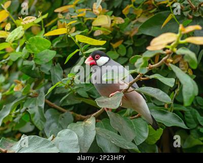 Passero Java Padda oryzivora; noto anche come finch Java, passero di riso Java o uccello di riso Java Foto Stock