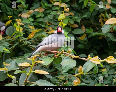 Passero Java Padda oryzivora; noto anche come finch Java, passero di riso Java o uccello di riso Java Foto Stock