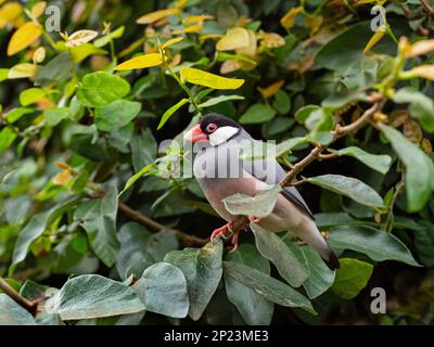 Passero Java Padda oryzivora; noto anche come finch Java, passero di riso Java o uccello di riso Java Foto Stock