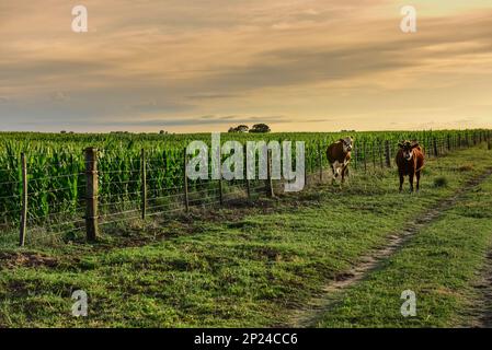 Bestiame nella campagna argentina, Provincia di la Pampa, Patagonia , Argentina. Foto Stock