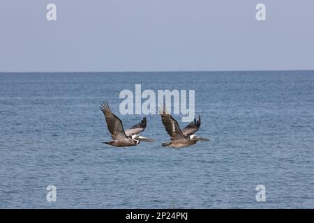 Brown Pelican Fort De Soto Park Florida USA Foto Stock