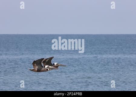 Brown Pelican Fort De Soto Park Florida USA Foto Stock