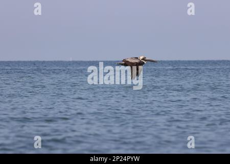 Brown Pelican Fort De Soto Park Florida USA Foto Stock