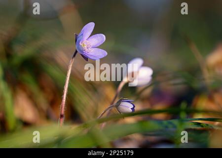 Fiore di primavera. Splendida fioritura prima piccoli fiori nella foresta. Hepatica. (Hepatica nobilis) Foto Stock