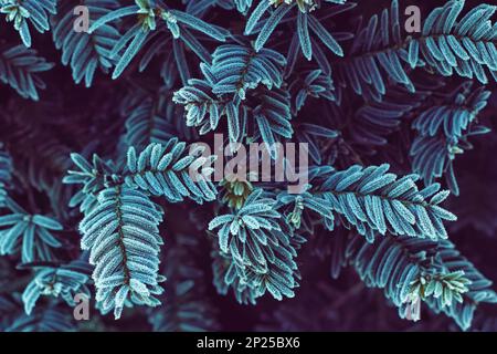 Cristalli di ghiaccio che ricoprono gli aghi sul ramo dell'albero di conifere Foto Stock