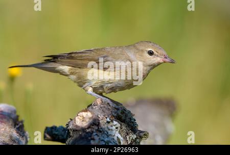 Il Garden Warbler (sylvia borin) posa su un piccolo ramo dai colori caldi e chiari Foto Stock