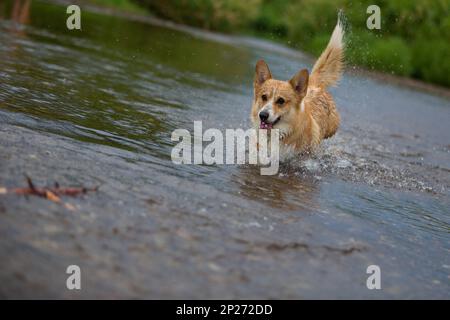 Corgi cane che corre sull'acqua nel fiume un bastone di cattura. Estate Foto Stock