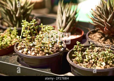 Piccolo grazioso rubrotinctum Sedum succulente in vasi in un impianto store. Houseplants vendita close-up nella vetrina di un negozio. Foto Stock