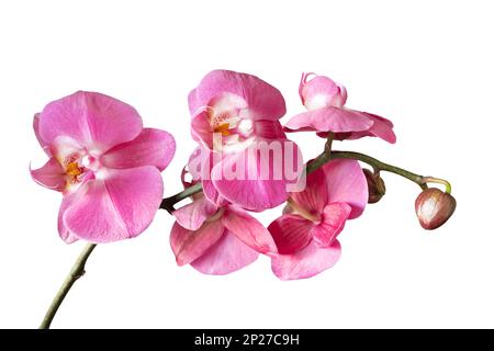 Porpora orchidea flower phalaenopsis, phalaenopsis o falah. Ramo di Orchidea con fiori rosa isolato su sfondo bianco. Floricoltura, negozio di fiori, hom Foto Stock