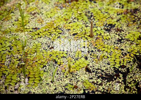 Motivo verde mobile su una superficie paludosa con spazio di copia. Felce galleggiante in uno stagno. Sfondo verde scuro Foto Stock