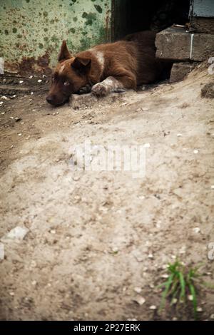 Senzatetto carino piccolo cucciolo mongrel. Lonely cane randagio. Triste perso il pet Foto Stock