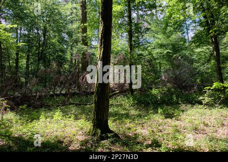 Il vecchio bosco di latifoglie in estate il mezzogiorno, foresta di Bialowieza, Polonia, Europa Foto Stock