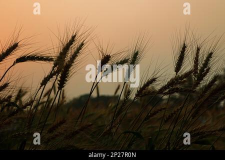 Il sole tramonta su un campo di grano Foto Stock