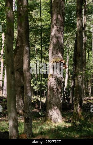 Antico albero di quercia con funghi in estate sole, Bialowieza foresta, Polonia, Europa Foto Stock