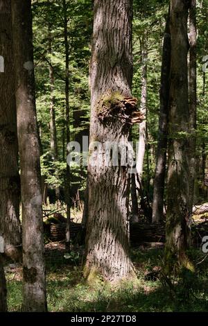 Antico albero di quercia con funghi in estate sole, Bialowieza foresta, Polonia, Europa Foto Stock