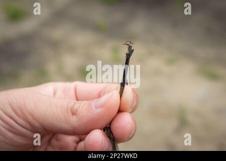 Il segno di spunta si trova su un bastone tenuto in mano. Malattie insetto-trasportate Foto Stock