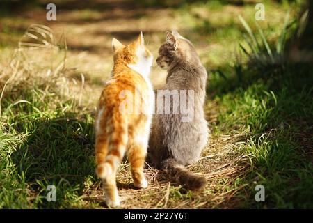 Due gatti comunicano nel giardino soleggiato. Foto Stock