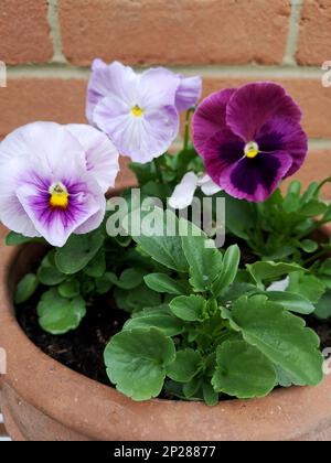 Particolare delle pantie viola in piena fioritura. Foto Stock