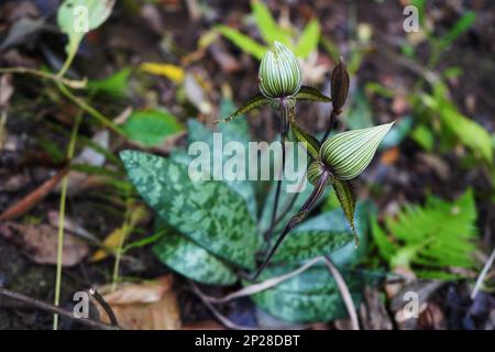 Kunming. 27th Feb, 2023. Questa foto scattata il 27 febbraio 2023 mostra un paphiopedilum wardii Summerhayes nelle montagne Gaoligong nella provincia di Yunnan, nella Cina sudoccidentale. Gli scienziati cinesi hanno trovato una specie rara di piante paphiopedilum wardii Summerhayes nella provincia di Yunnan nel sud-ovest della Cina. E 'l'unica popolazione selvatica conosciuta di tali piante in China.TO ANDARE CON 'rare specie di orchidee trovato in Cina Yunnan' Credit: Shen Xinuying / Xinhua / Alamy Live News Foto Stock