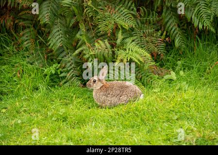 Coniglio selvatico negli altopiani scozzesi Foto Stock