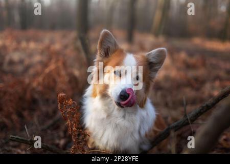 Un cane Corgi felice in piedi nel bosco e leccare la lingua. Nella foresta Foto Stock