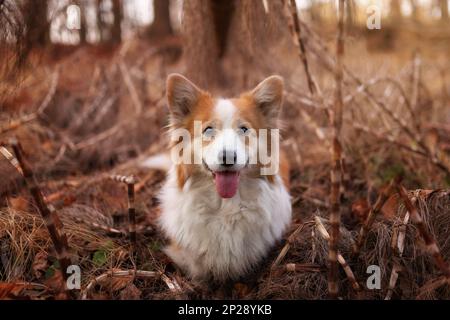 Corgi Pembroke cane in posa per una foto nella foresta autunnale. Nella foresta Foto Stock