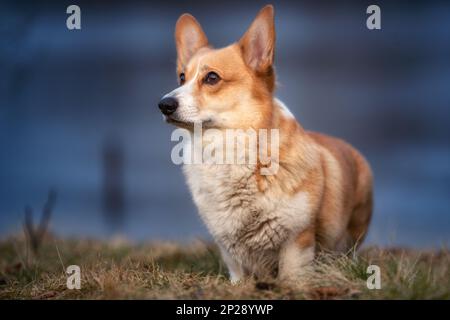 Il gallese Corgi Pembroke è in attesa di una posizione imponente. Nella foresta Foto Stock