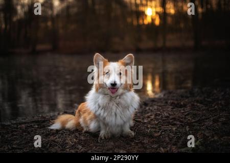 Corgi Pembroke cane in posa per una foto nella foresta primaverile. Nella foresta Foto Stock