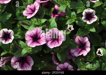 Fiorito con petunie multicolori / immagine piena di fiori colorati di petunia (Petunia ibrida) Foto Stock