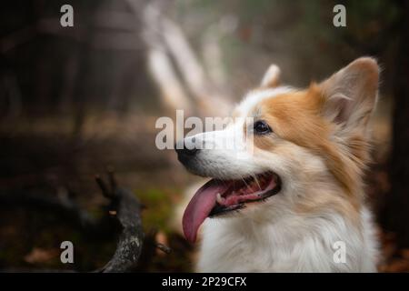 Un cane gallese Corgi Pembroke seduto nel bosco. Nella foresta Foto Stock
