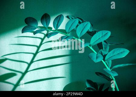 Immagine creativa di Zamioculcas pianta blu con luce finestra, ombre astratte e silhouette sulla parete Foto Stock