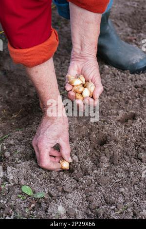 Donna che piantano i set di cipolle Foto Stock