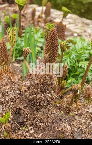 Primo piano della testa di seme e giovani foglie di Gunnera maniicata piantato vicino ad uno stagno ed emergente in aprile, Inghilterra, Regno Unito Foto Stock