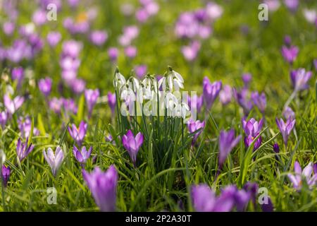 Primo piano di un grumo di gocce di neve illuminate dal sole (Galanthus) che fioriscono in erba insieme al porpora / malva Crocus tommasinianus in un giardino di primavera del Regno Unito Foto Stock