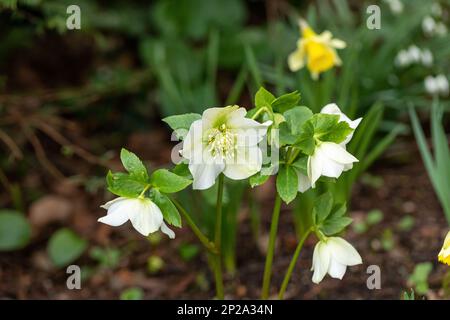 Primo piano della fioritura bianca di Hellebores in un giardino al confine nel mese di marzo, Inghilterra, Regno Unito Foto Stock