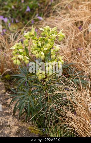 Primo piano di Helleborus foetidus e dei suoi fiori verdi piantati tra erba ornamentale dorata. Febbraio / marzo giardino confine, Inghilterra UK Foto Stock