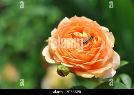 Un bocciolo di rosa arancione brillante con un'ape sui petali. Rosa di David Austin Lady of Shalott. Foto Stock