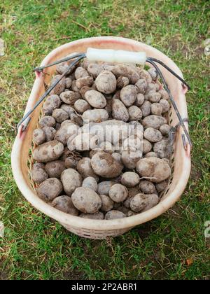 Cestino con patate viola appena raccolte. Foto Stock