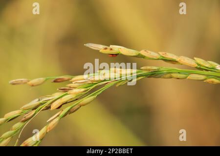 Orecchio di riso. Primo piano con semi di riso in orecchio di risone. Bella campo di riso dorato e orecchio di riso. Foto Stock