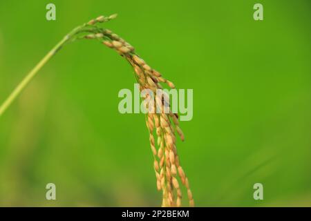 Ears of Rice Plants in Autunno o Autunno Agricoltura e Harvest Image Foto Stock