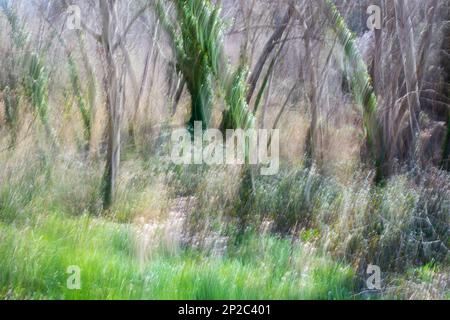 Fotografía de Árboles en el bosque, ICM, movimiento de Cámara intencionado Foto Stock