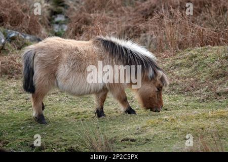 Capelli lunghi sul pony di Dartmoor necessari per gli inverni duri Foto Stock