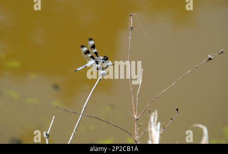 Una bella libellula skimmer a dodici macchie maschio riposa pacificamente con ali piatte aperte. Il piccolo ramoscello su uno sfondo giallo sfocato nel Missouri Foto Stock