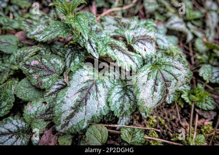 Particolare dettaglio sulle foglie argentate del variegato Arcangelo giallo fiorito in primavera, Lamium galeobdolon Foto Stock