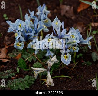 Primo piano dei fiori blu della pianta del giardino Iris Katharine Hodgkin visto fiorire in inverno. Foto Stock